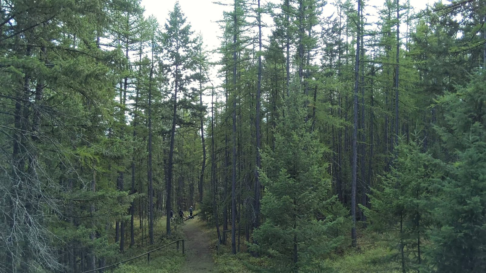 A narrow dirt trail winding through tall larch and spruce forest, with a handler and dogs walking in the distance at K9 Basecamp
