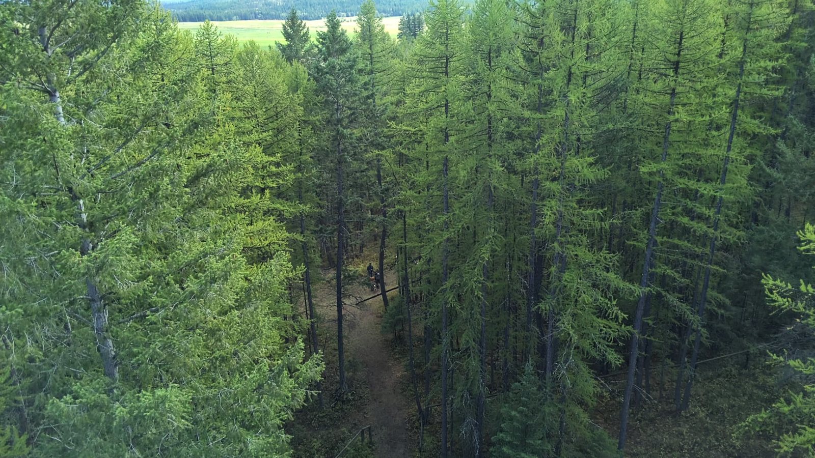 Aerial view over the forest trail toward open valley fields and mountains, with a small group and dogs on the path at K9 Basecamp