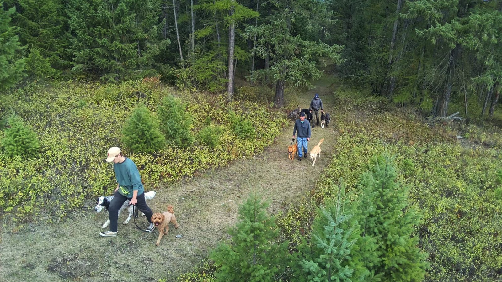 Aerial view of three handlers walking several leashed dogs along a grassy forest trail at K9 Basecamp