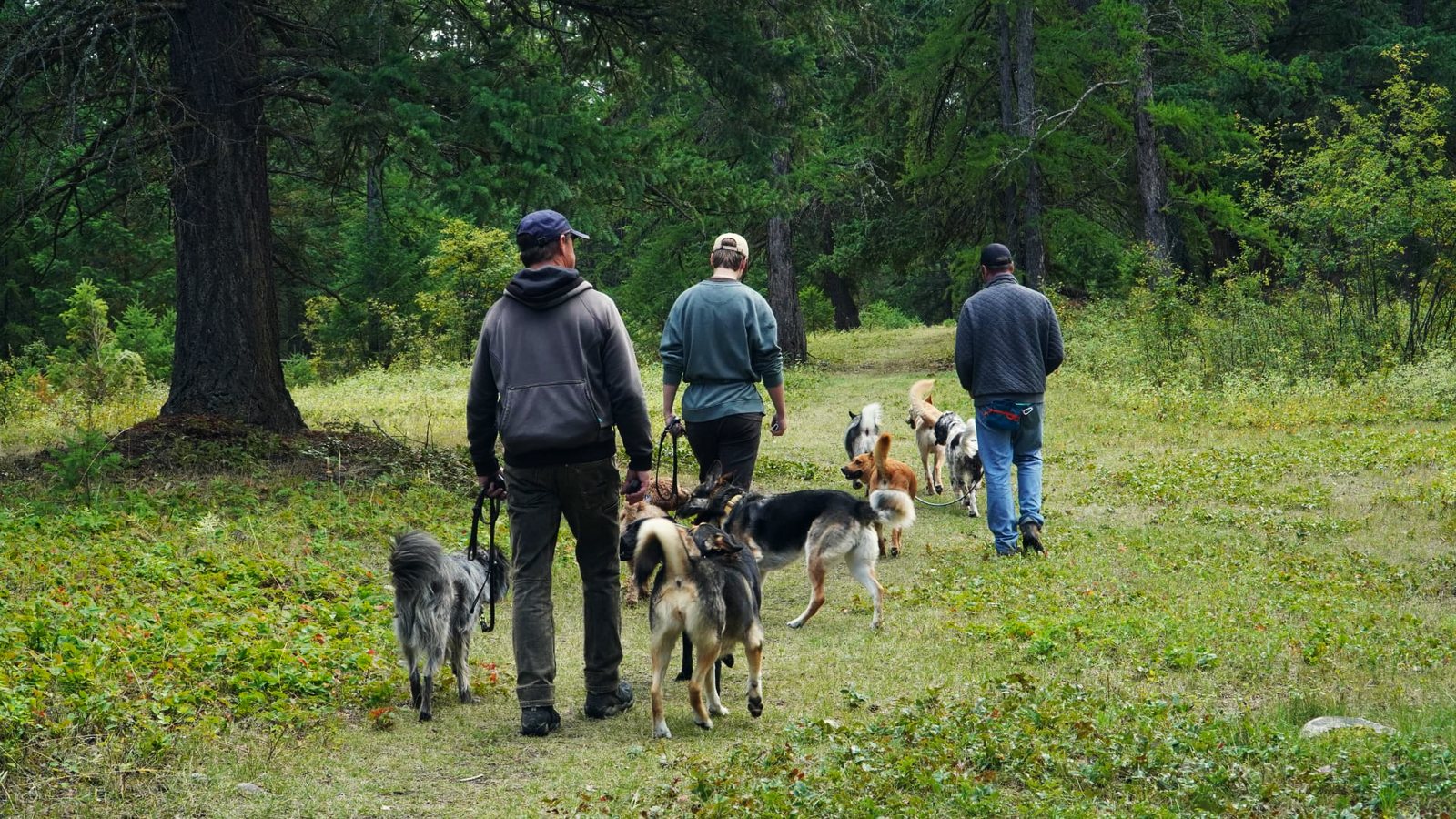 Three handlers walking a pack of leashed dogs away along a grassy forest trail at K9 Basecamp