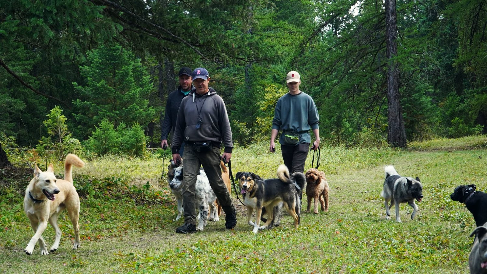 Three handlers walking toward the camera with a relaxed pack of dogs on a forest trail at K9 Basecamp