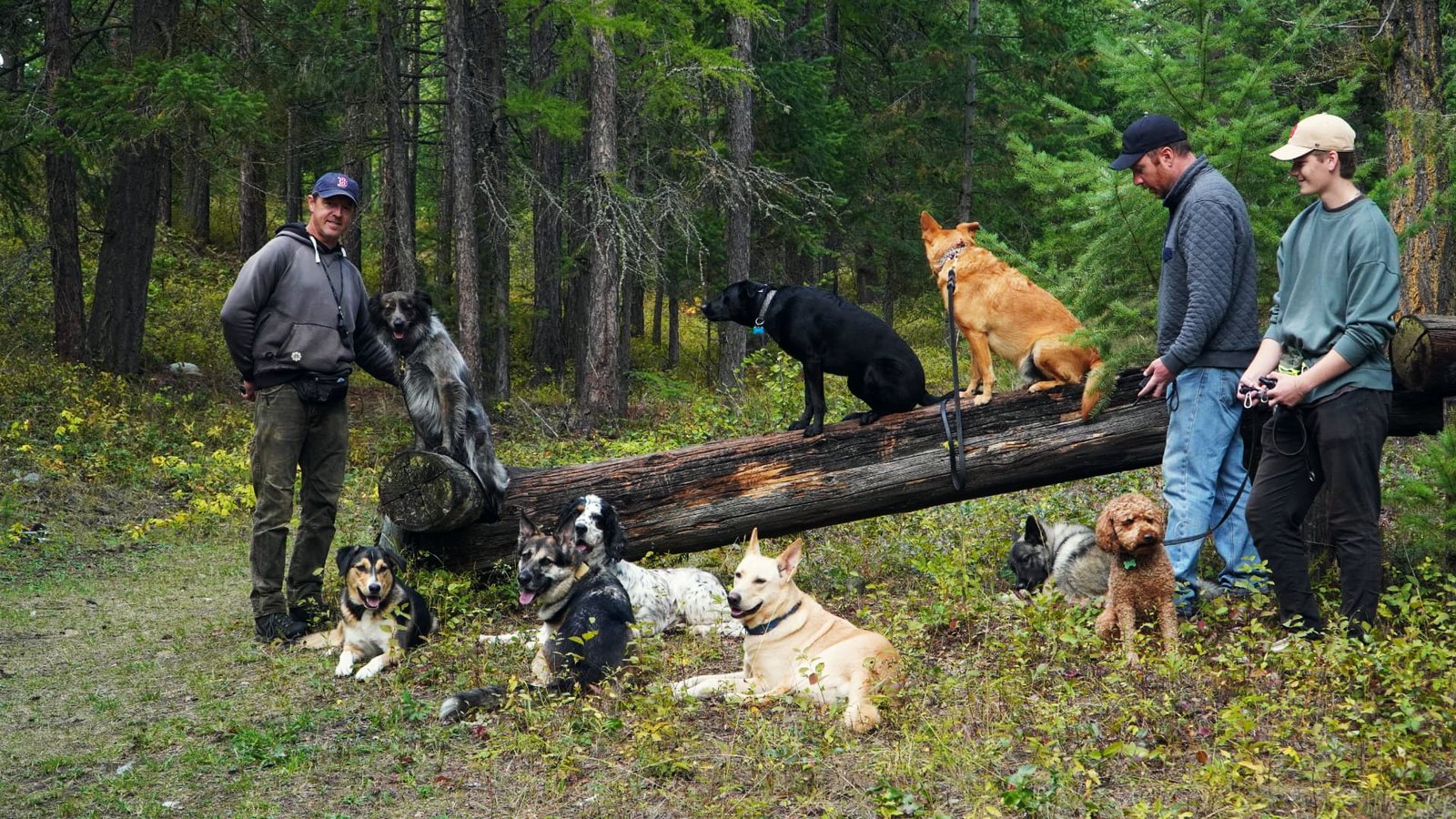 Handlers and a group of dogs posed along a fallen log in the forest, some dogs sitting on the log and others lying down, at K9 Basecamp