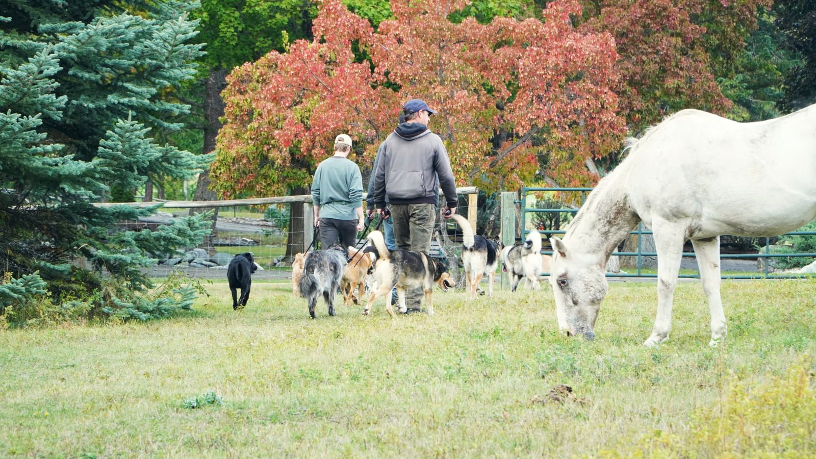 Handlers walking a pack of dogs across a pasture past a grazing white horse, with red autumn trees behind, at K9 Basecamp