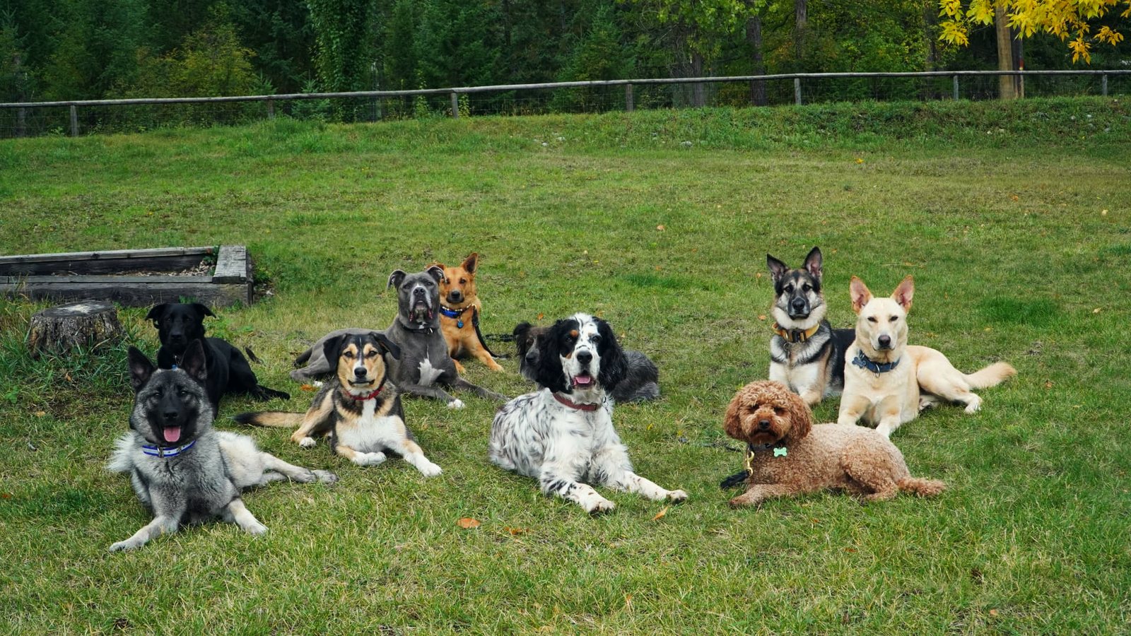 Ten dogs lying calmly together on the grass in a fenced field at K9 Basecamp