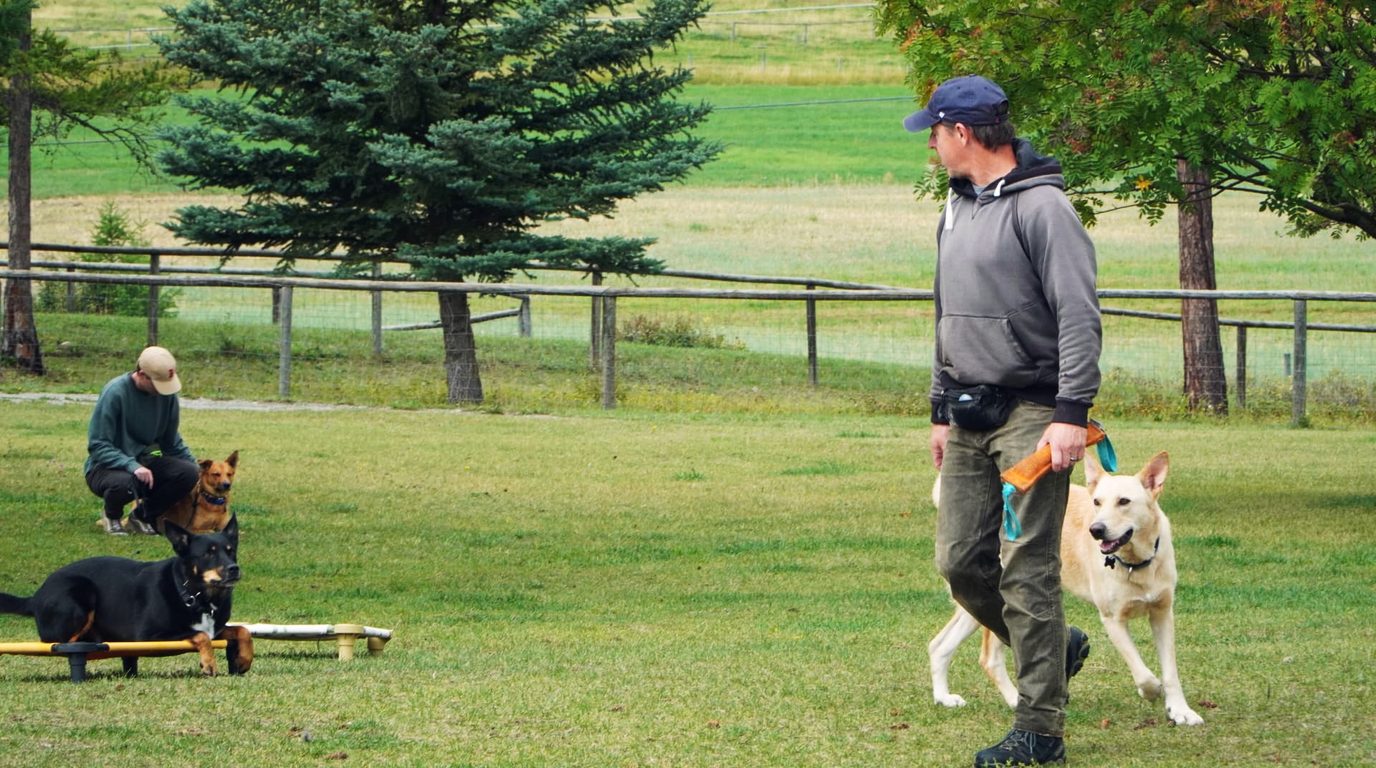 Handlers working dogs on the training lawn at K9 Basecamp